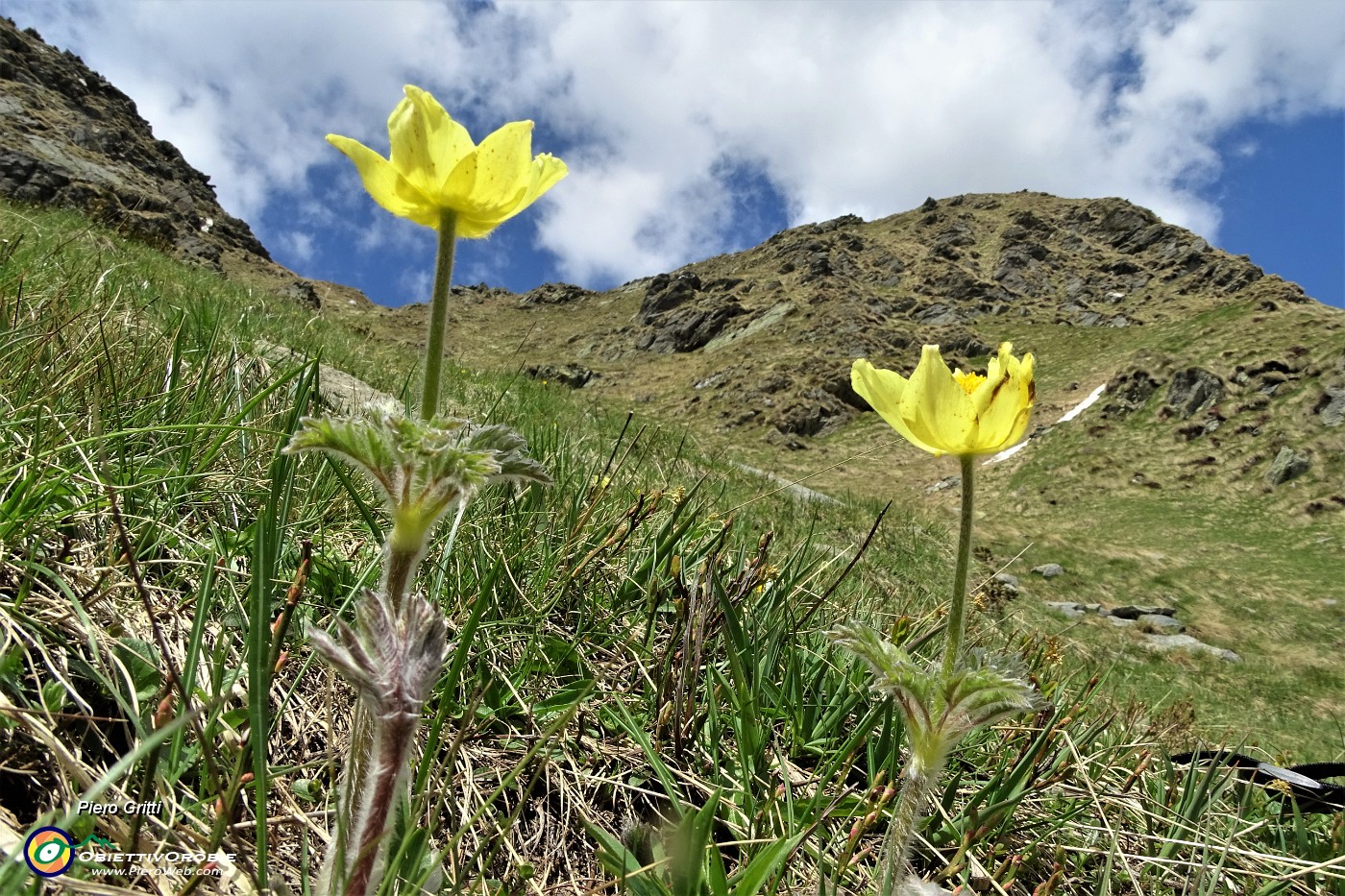 66 Pulsatilla alpina sulfurea.JPG